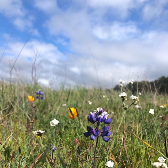 Meet your Posher, Elena - Picture 1 of 1